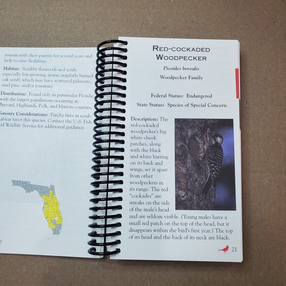 Rare, Threatened And Endangered Species In Forests Of Florida. Guide To Assist - Picture 6 of 12